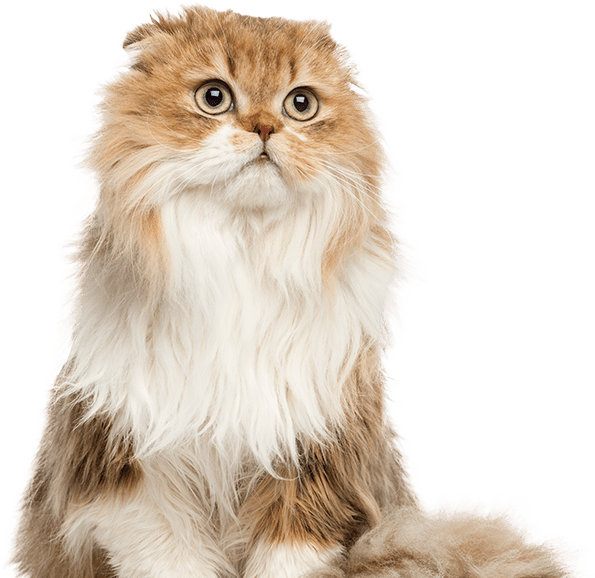 Gato blanco y marrón