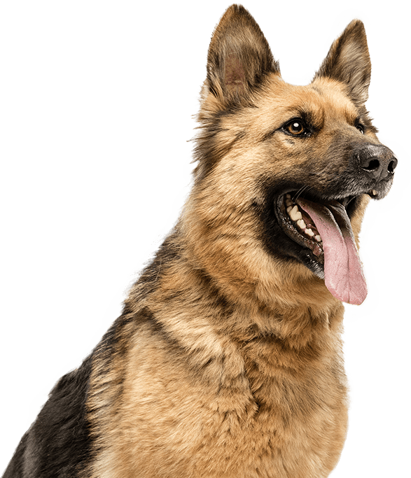 Perro con la boca abierta abierta esperando su pienso