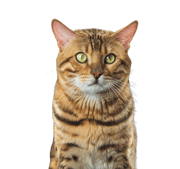 Gato marrón a rayas