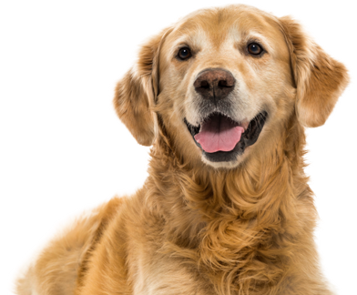 Perro marrón esperando su snack natural