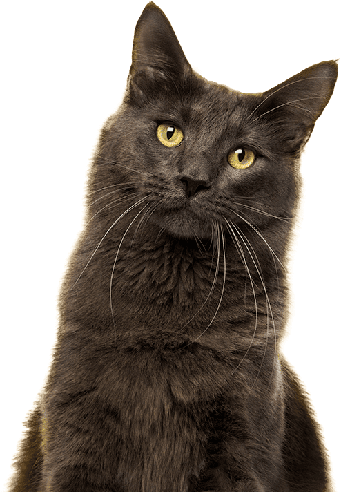 Gato negro sentado esperando su pienso