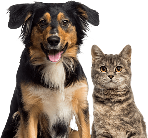 Perroy gato feliz esperando su premio natural