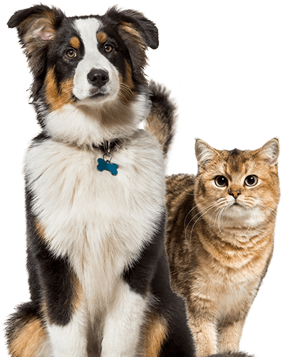 Perro y gato esperando por su comida