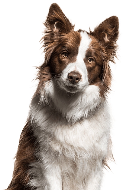 Perro blanco y marrón esperando su comida barf