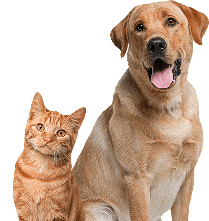 Perro y gato esperando su comida