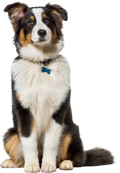 perro blanco, marron y negro sentado