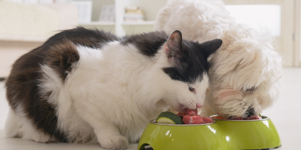 Dieta BARF o comida cocinada: principales ventajas y cuál elegir