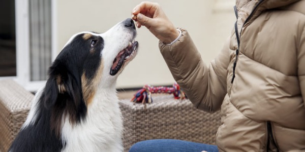 Gestión efectiva de premios para perros: ¿por qué es importante?