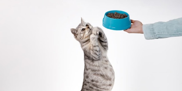 Sobrepeso felino: causas y consecuencias 