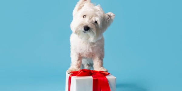 Estos son los mejores premios que puedes darle a tu perro